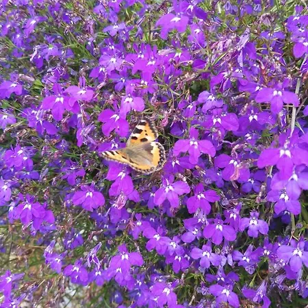 Loksapark1 Apartman Loksa